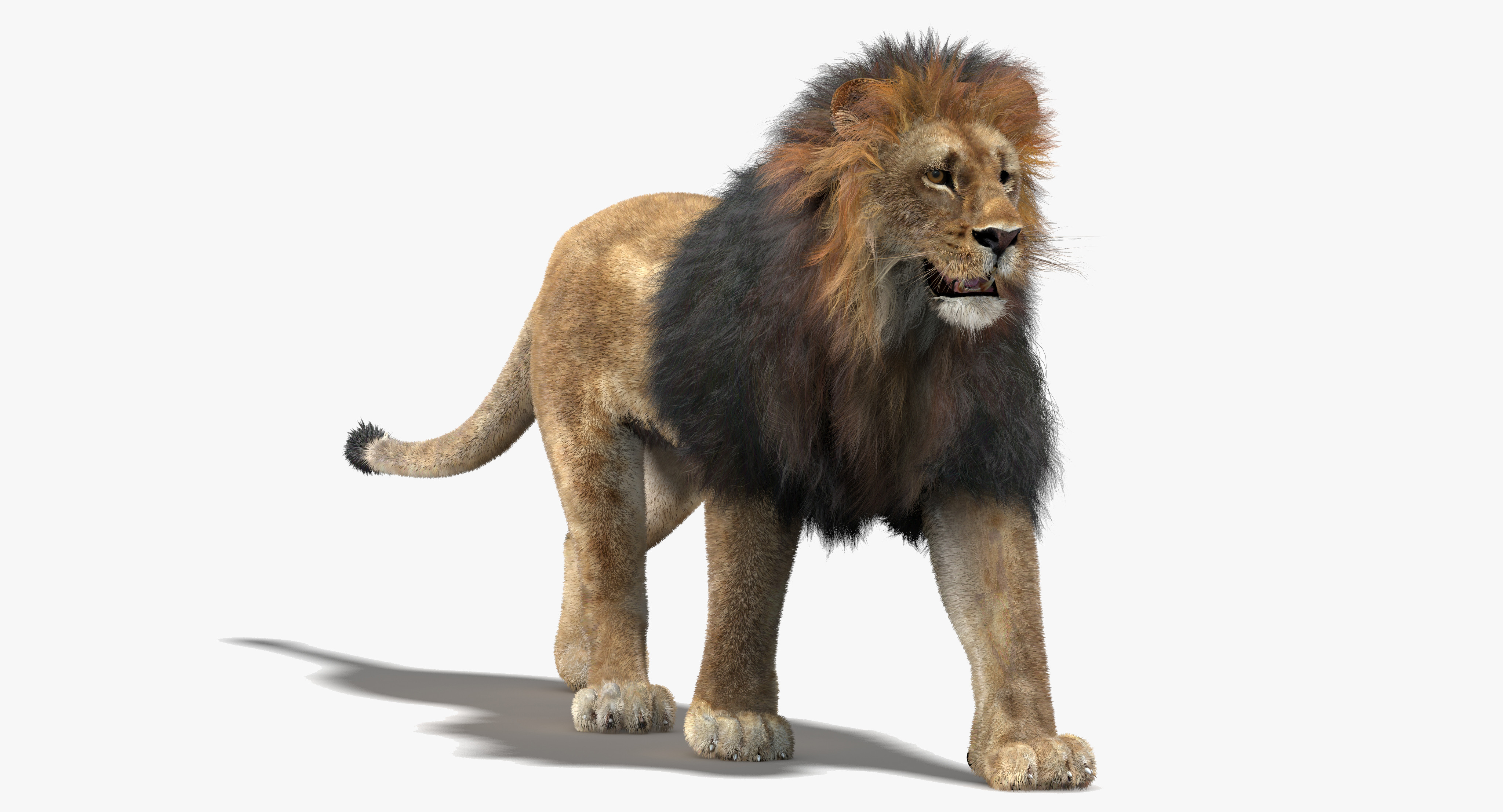 3d model lion fur rigging animation
