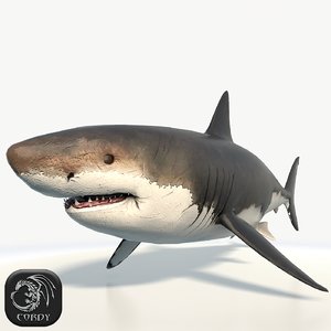 realistic great white shark 3d model