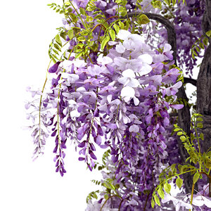 wisteria sinensis flowering 3d model