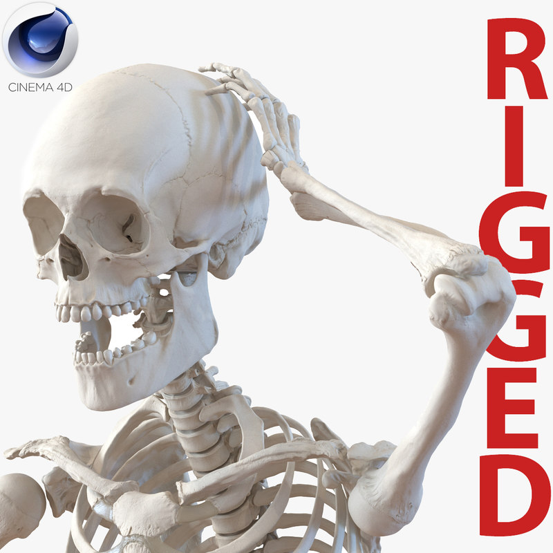 3d model human male skeleton rigged