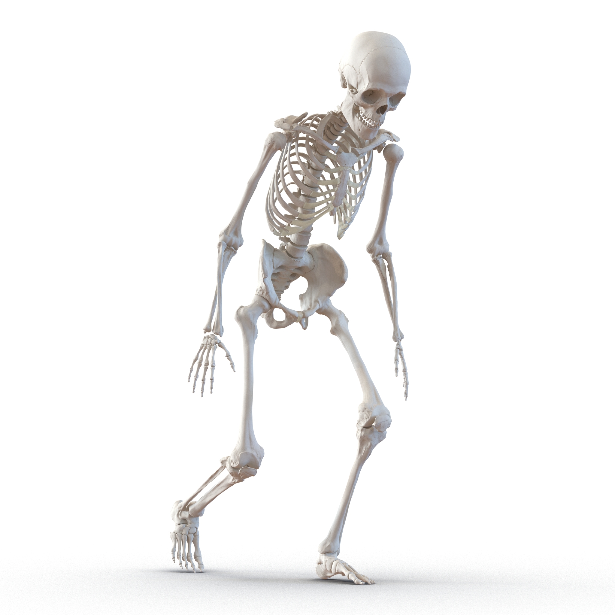 3d model human male skeleton rigged