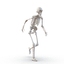 3d model human male skeleton rigged
