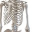 3d model human male skeleton rigged