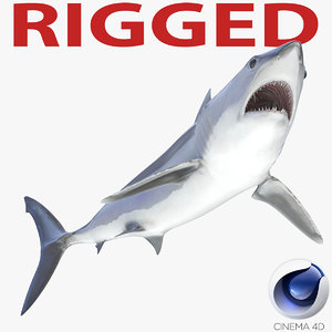 3d shortfin mako shark rigged