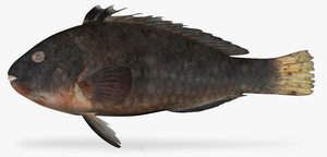 loosetooth parrotfish 3d model