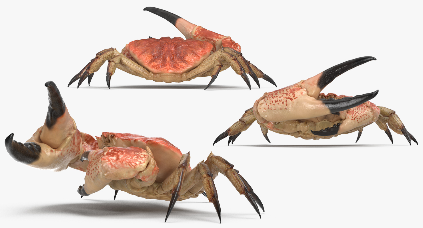 queen crab 3d max
