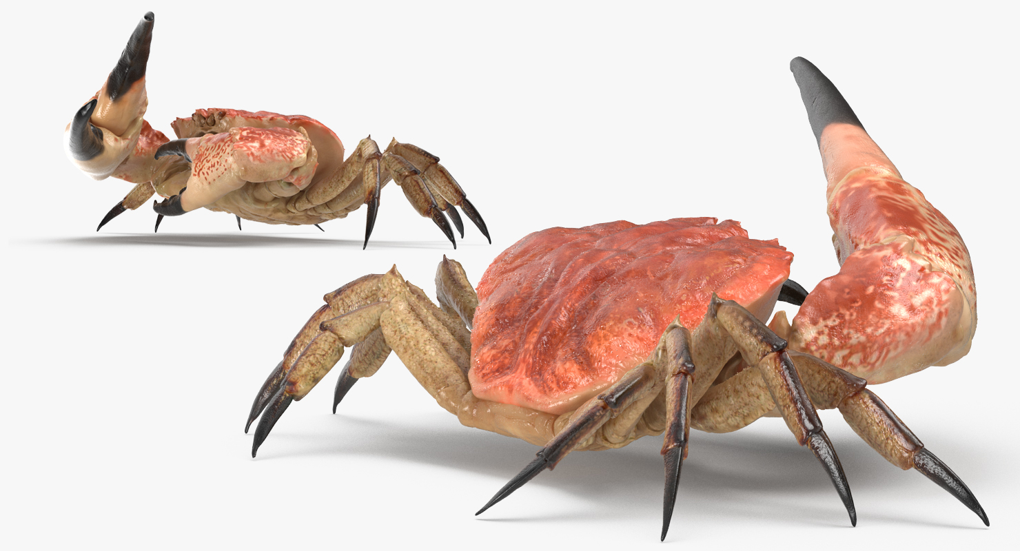 queen crab 3d max