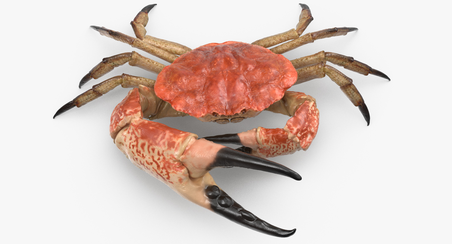 queen crab 3d max