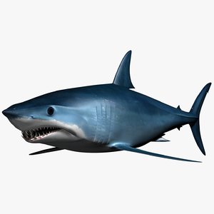 male mako shark 3d max