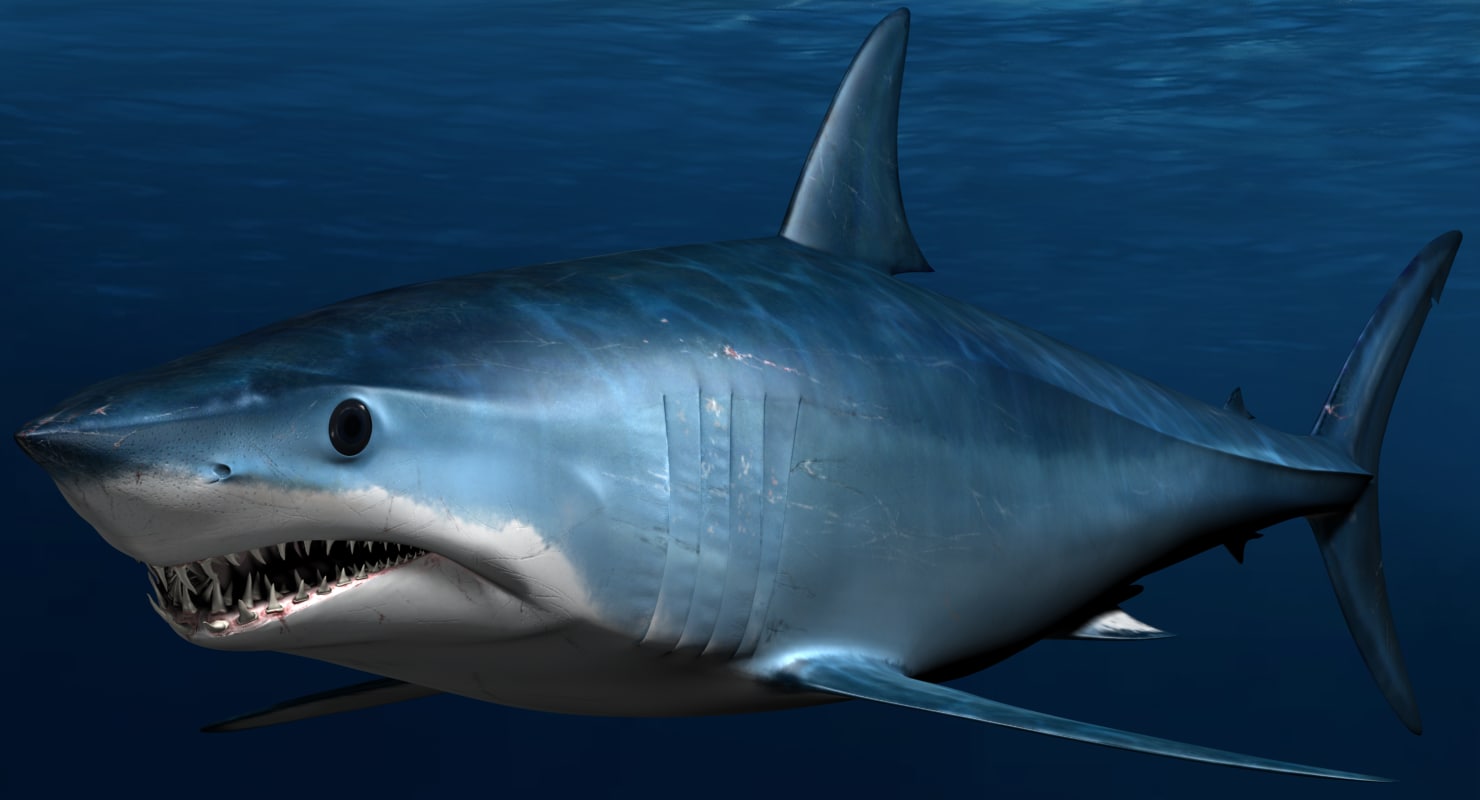 male mako shark 3d max