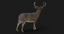 ma deer animations 2 fur