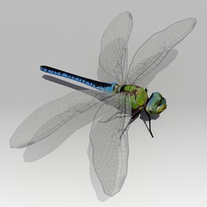 3d dragonfly animations model