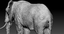 fbx elephant africa