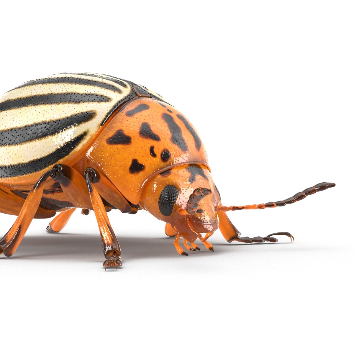 3d model colorado potato beetle rigged