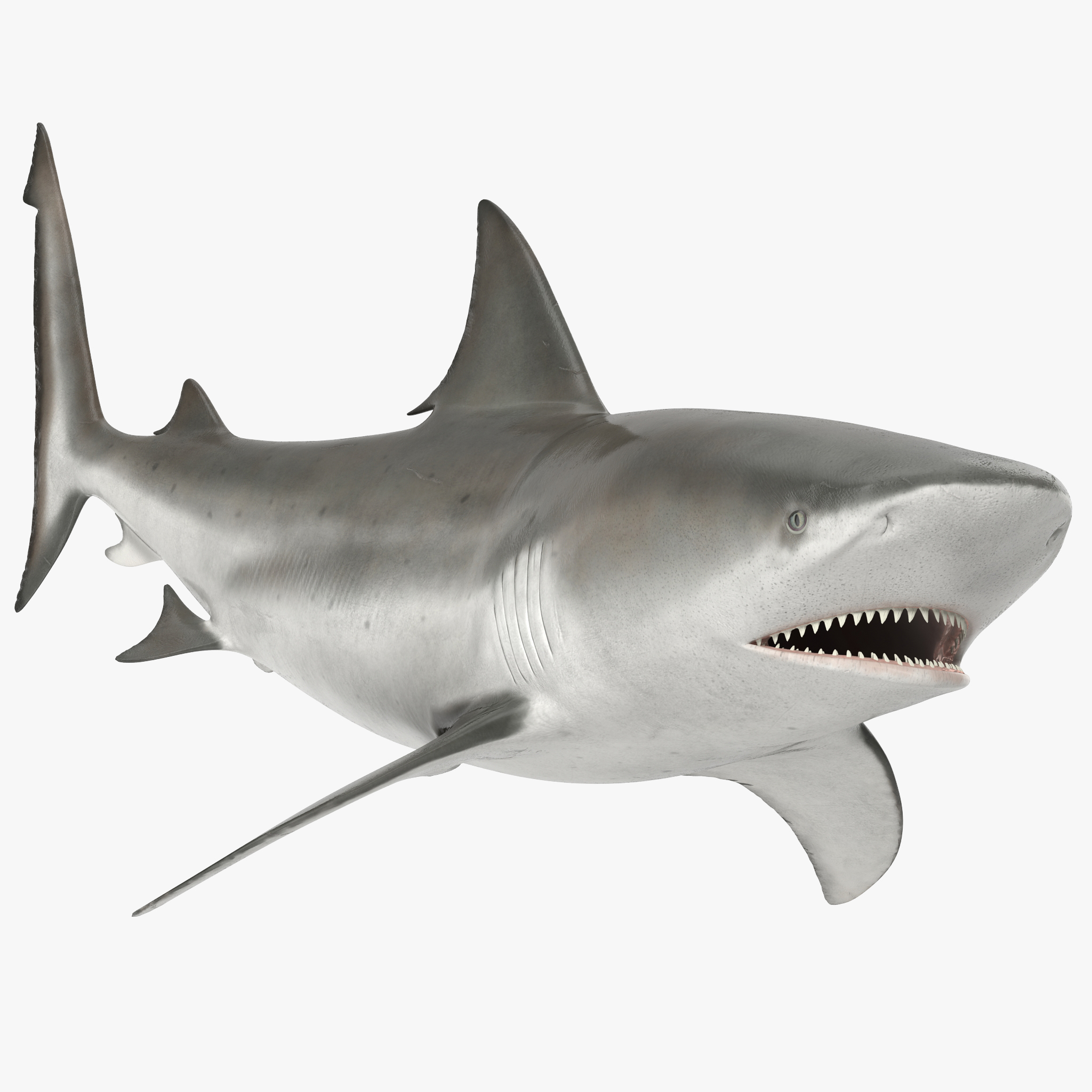 公牛鲨为玛雅人装备3d模型