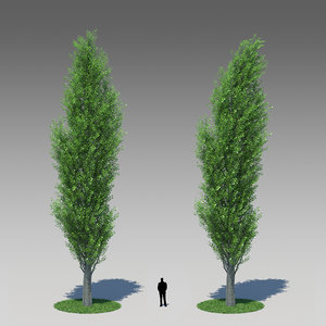 3d model populus nigra poplar tree