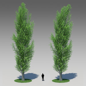 3d populus nigra poplar tree model