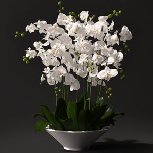 orchid arrangement max