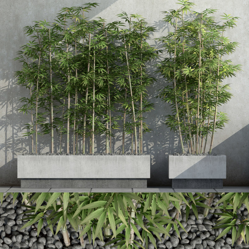 Bamboo Plants 3d Model