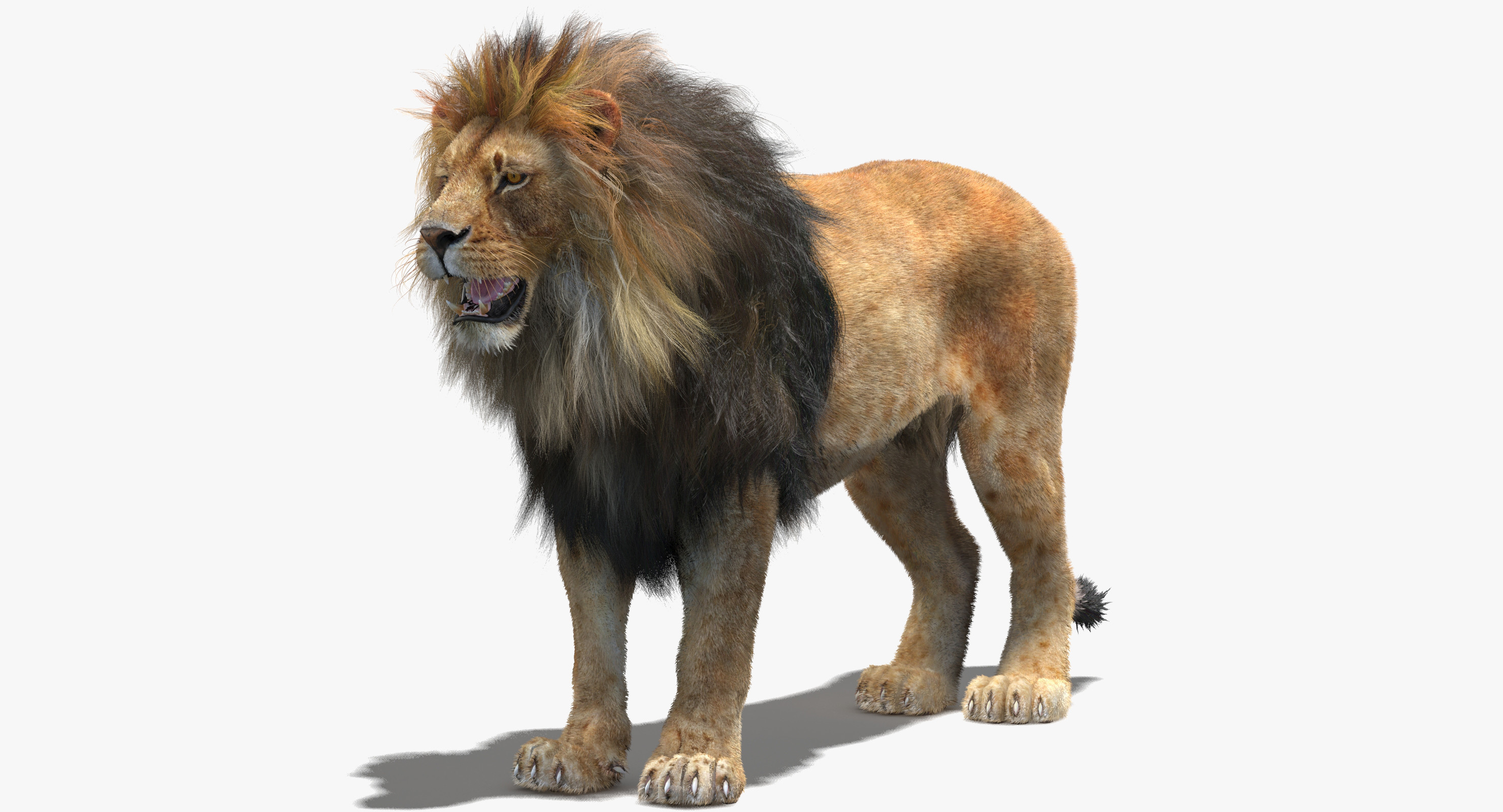 lion fur 3d model