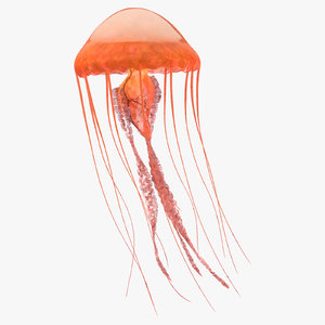 c4d jellyfish 01