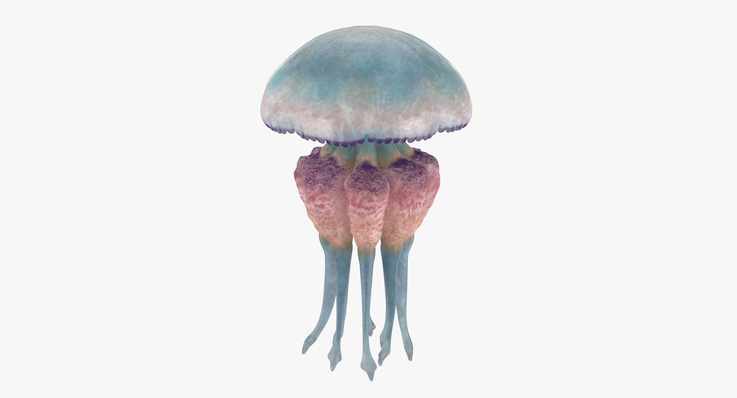  jellyfish  03 3d max 