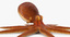 common octopus rigged 3d model