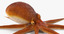 common octopus rigged 3d model