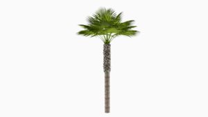 tall desert palm tree 3d obj
