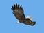 3d rigged flying eagle