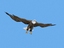 3d rigged flying eagle