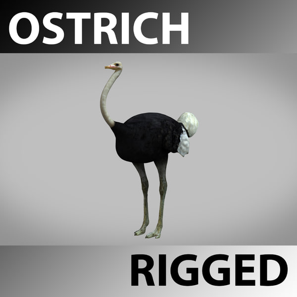 Ostrich_Main.jpg1C5A0A61-BD87-4B26-BBFB-