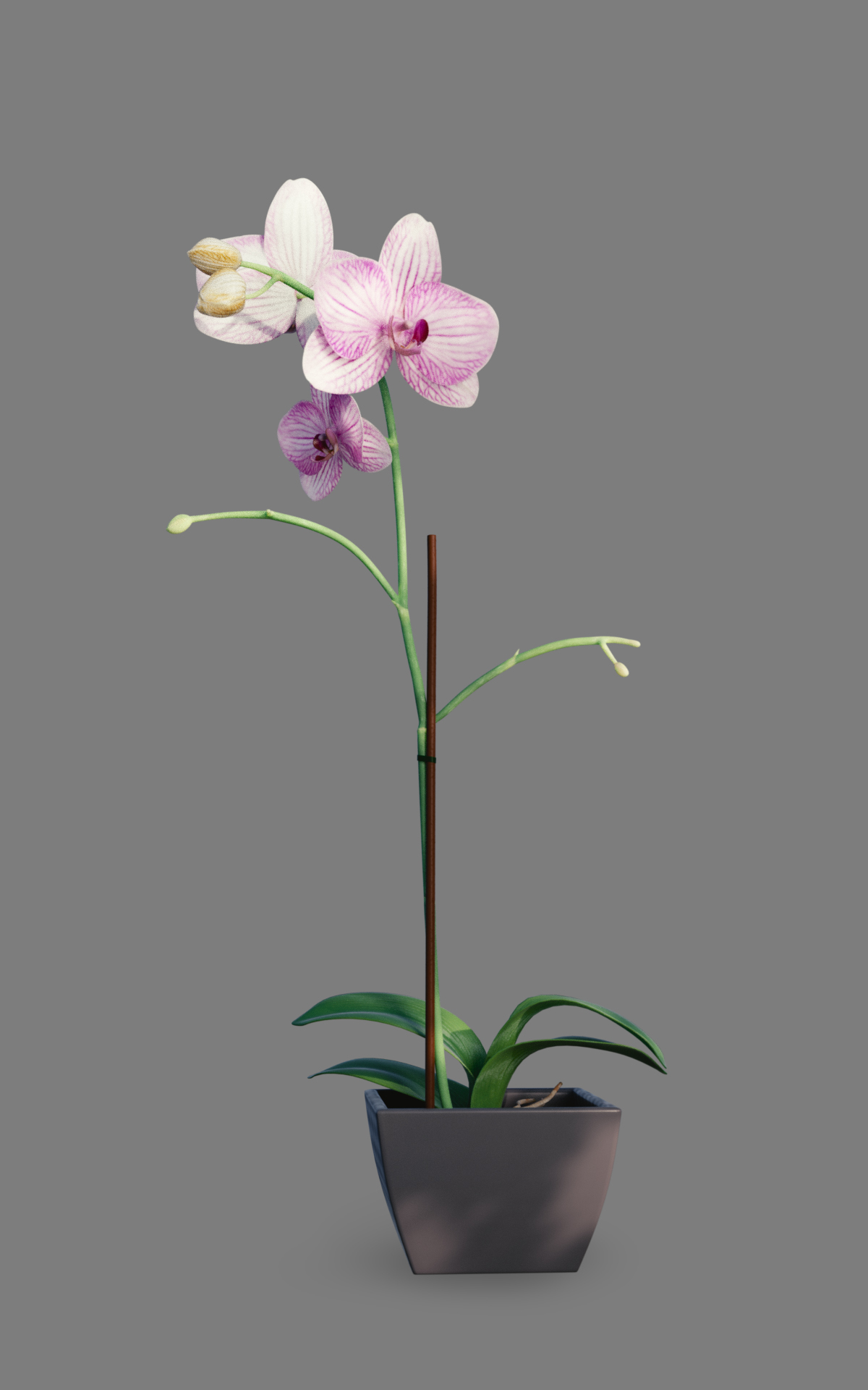 盆栽兰花3d模型