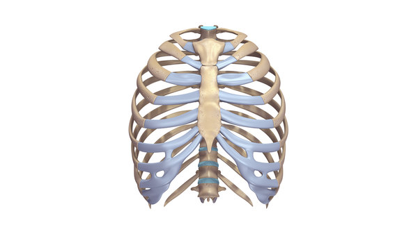 ribcage anatomy obj