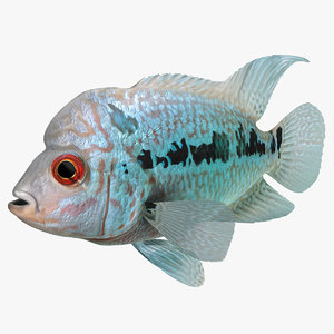 flowerhorn fish 3d max