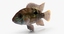 cichlid fish 3d model