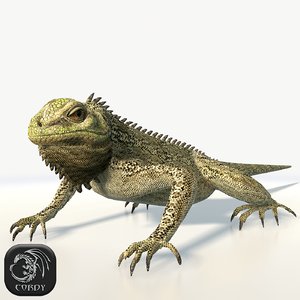 3d model of iguana resolution ready