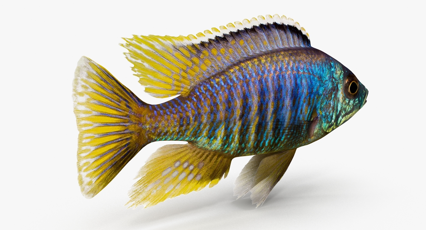 丽鱼科鱼集合3d模型