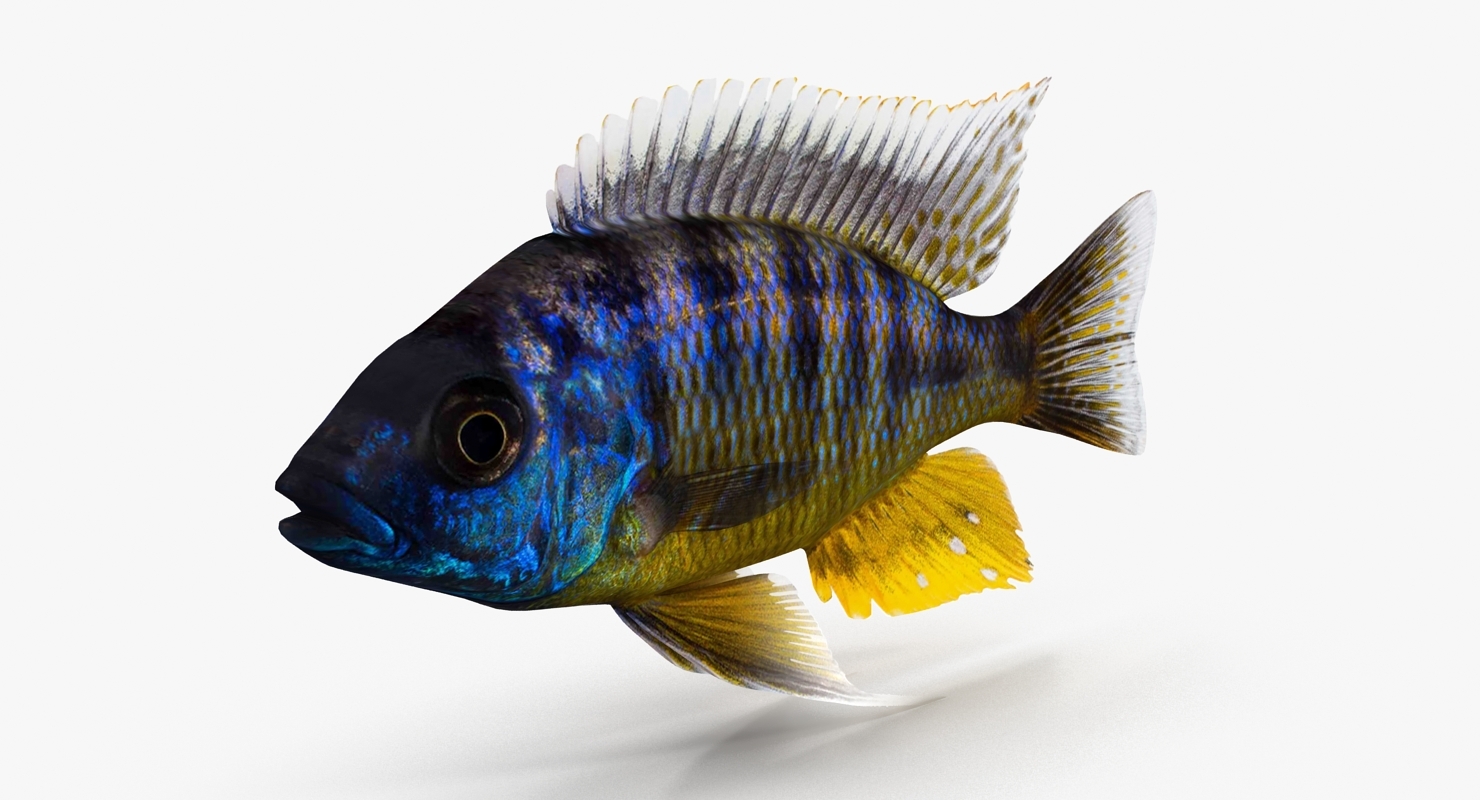 丽鱼科鱼集合3d模型