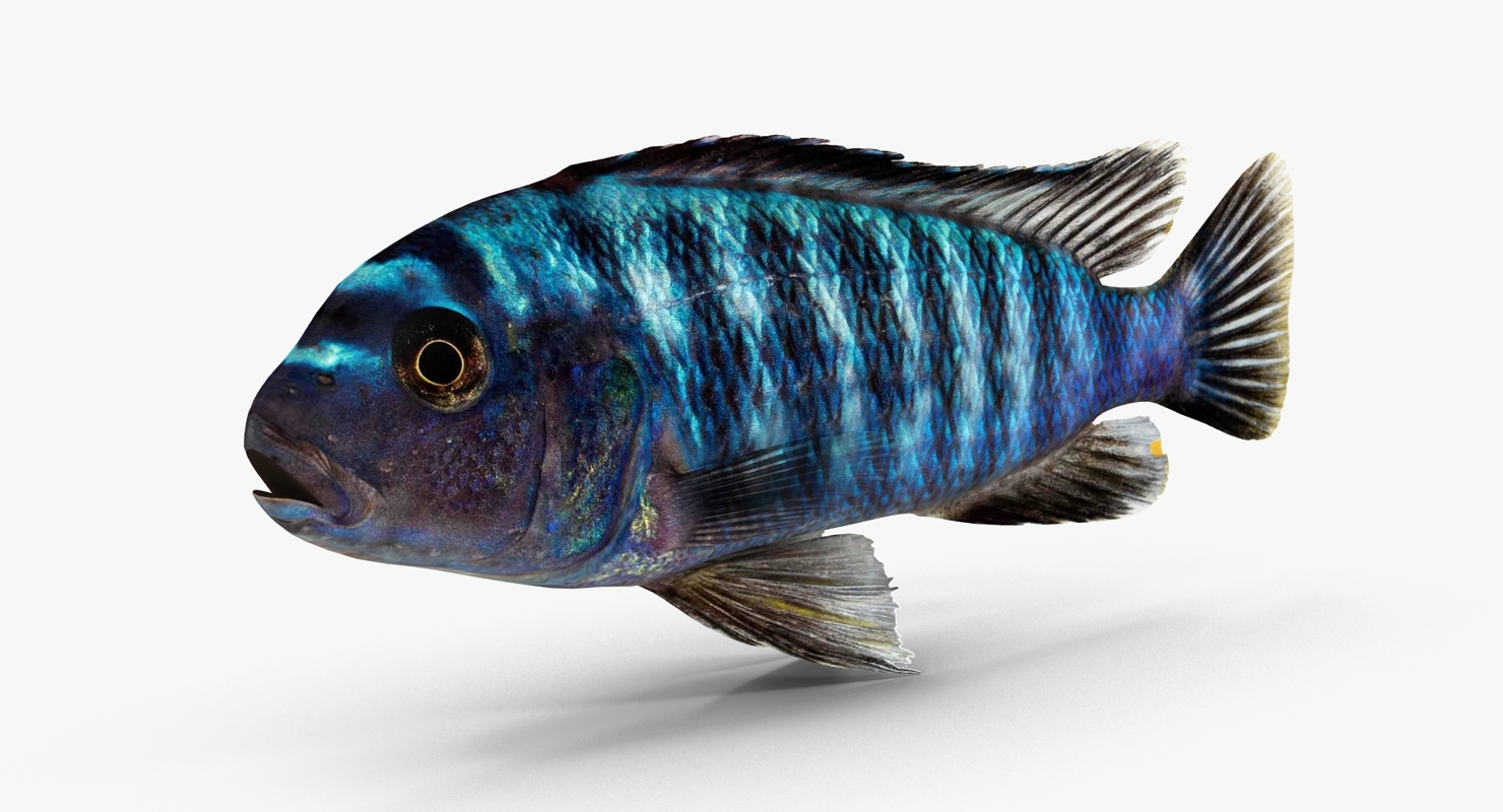 丽鱼科鱼集合3d模型