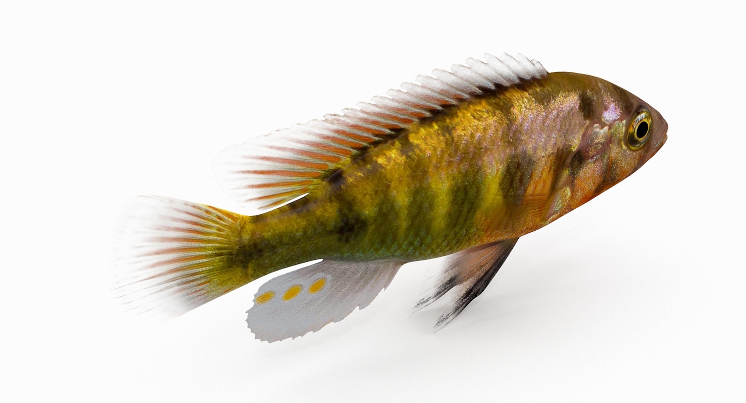 丽鱼科鱼集合3d模型 - turbosquid 1107975