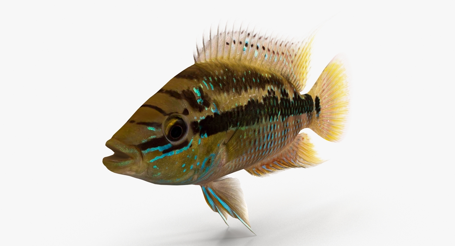 丽鱼科鱼集合3d模型