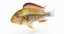 cichlid fish 3d model