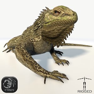 3d iguana rig animation model