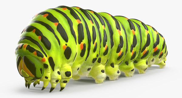 Modele 3d De Papillon Machaon Ou Chenille Avec Fourrure Turbosquid