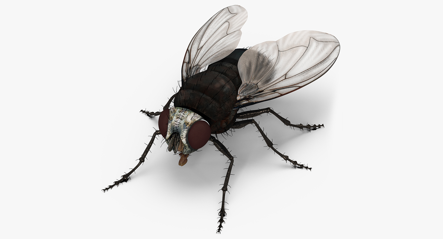 3d fly realistic model