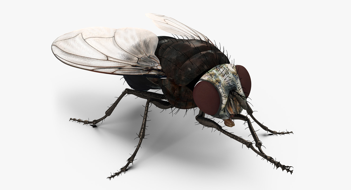 3d fly