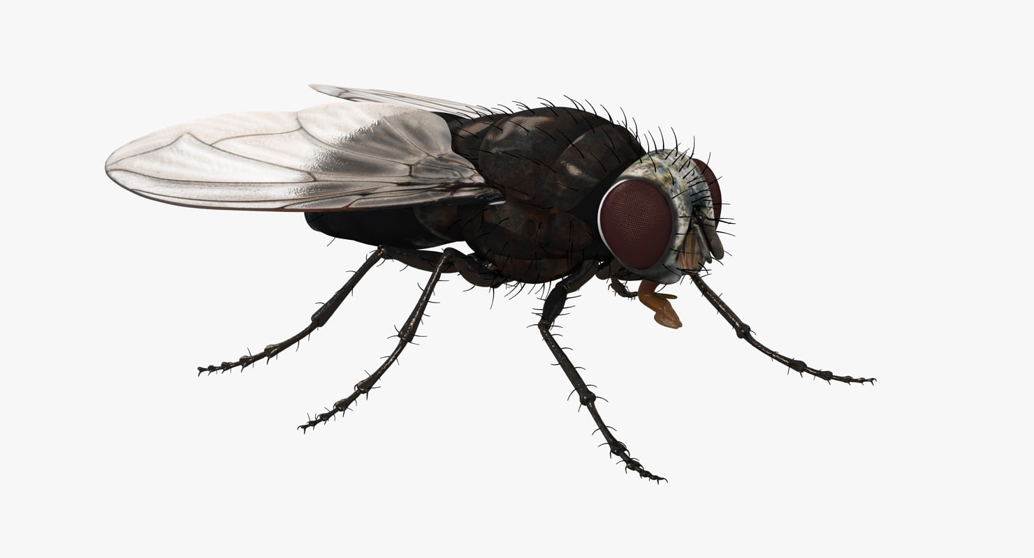 3d fly realistic model