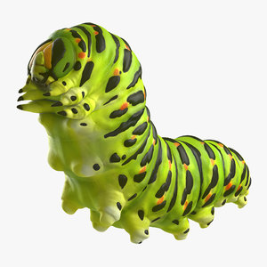 papilio machaon caterpillar reeps max