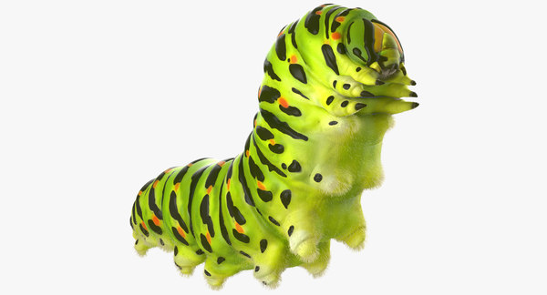 3d model caterpillar fur papilio machaon